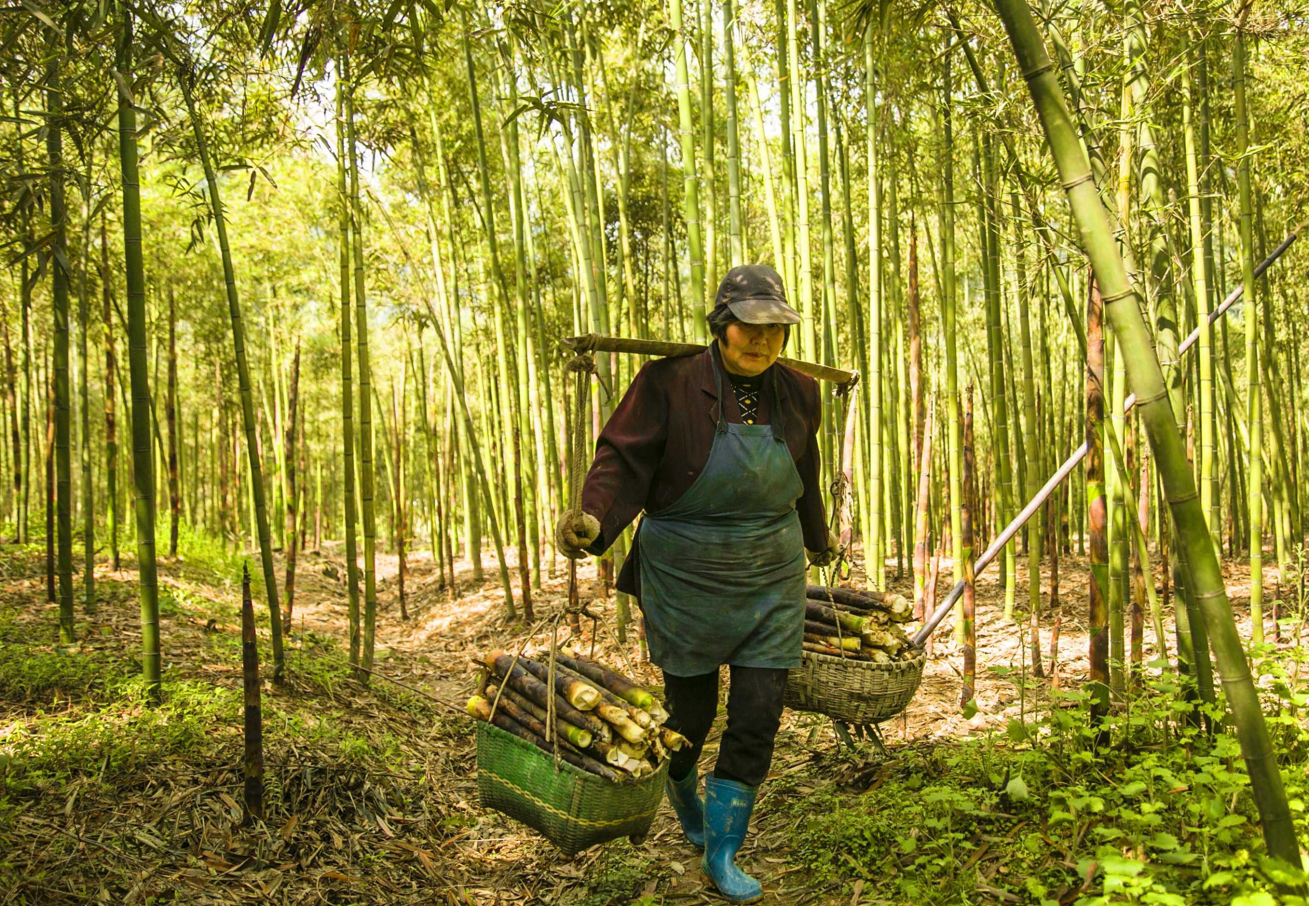 Photo of Chinese woman carrying a basket on bamboo shoots