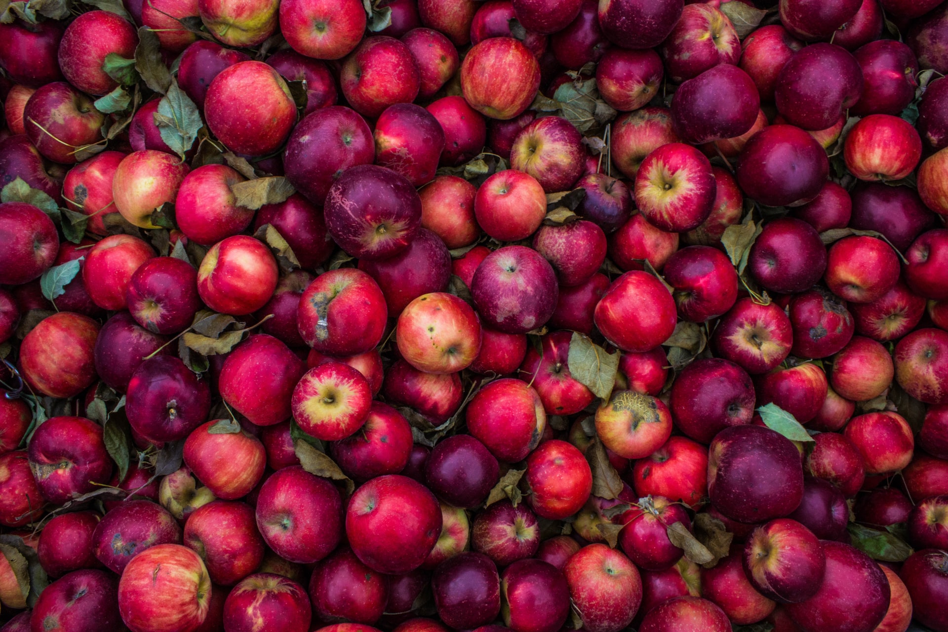 Hundreds of red apples freshly picked